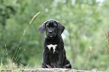 CANE CORSO 1128